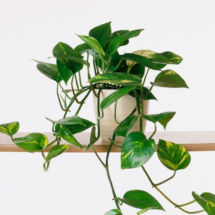 10 Perfectly Small House Plants