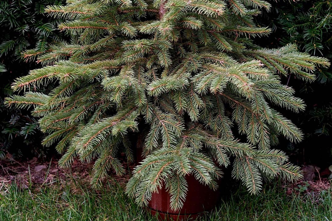 How To Help Christmas Trees Grow