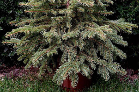 How To Help Christmas Trees Grow