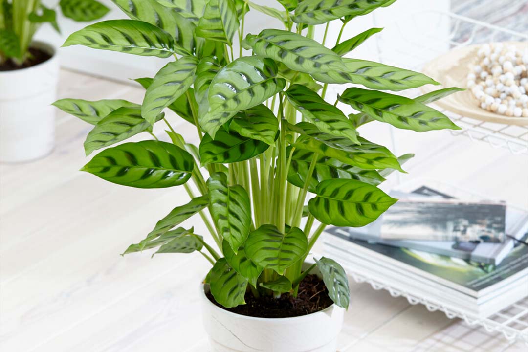 Guide to Calathea plant care