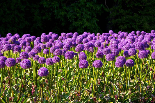 Planting Allium Bulbs