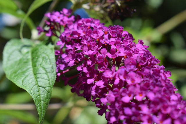 How To Plant, Grow And Care For A Buddleia