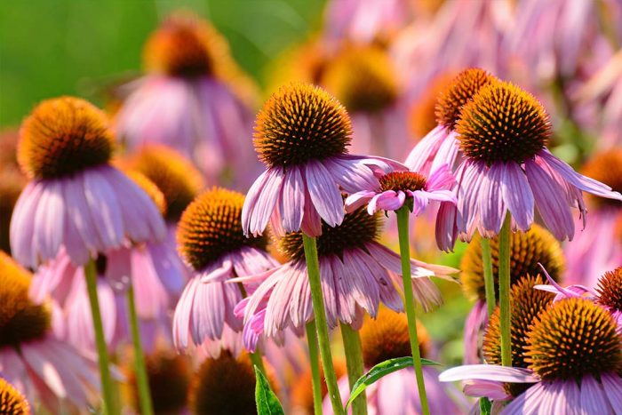 What Are Perennial Plants? The Top 10 Timeless Garden Classics