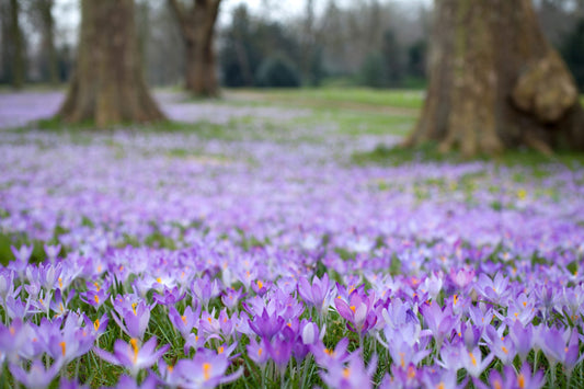 Top 10 Bulbs That Flower in Spring in the UK