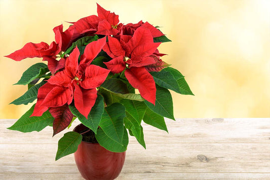 How to care for Poinsettias inside