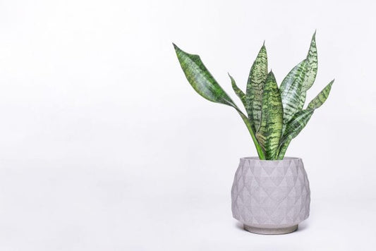 5 Houseplants That Love Bathrooms