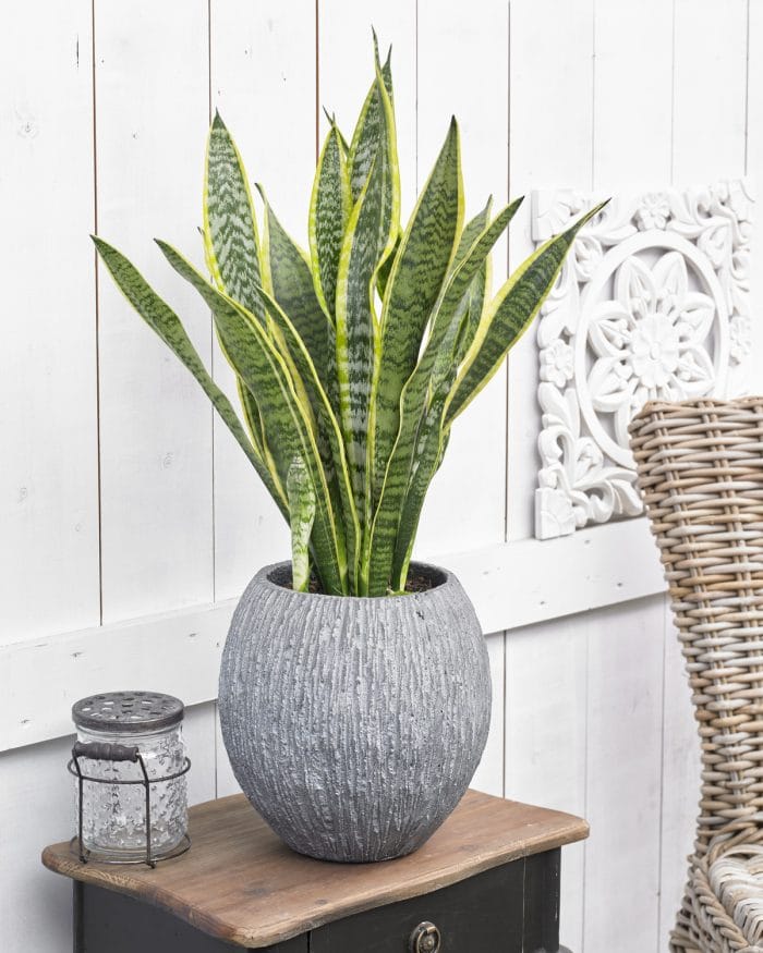 Top 10 Easy to Look After House Plants