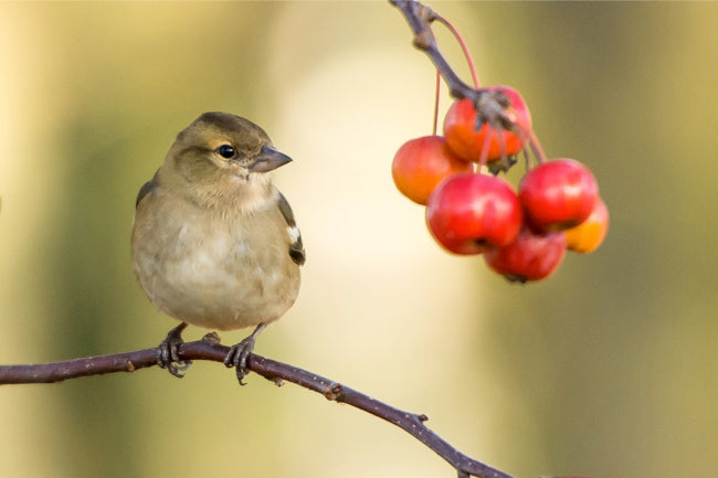 How to Attract Birds to Your Garden