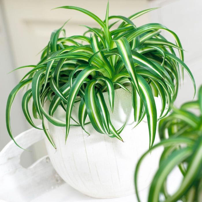 Guide for Indoor Spider Plants