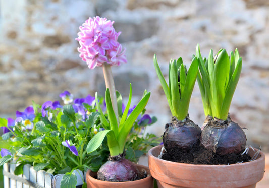 What To Do With Hyacinth Bulbs After Flowering