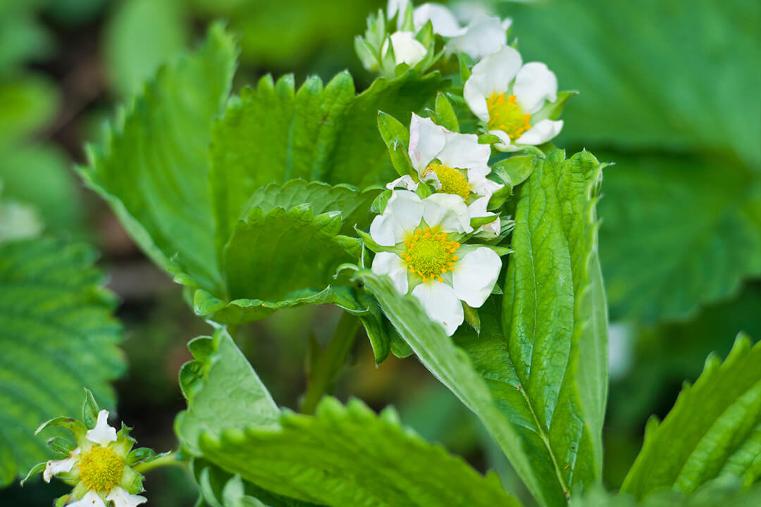 A Guide to Bare Root Strawberries