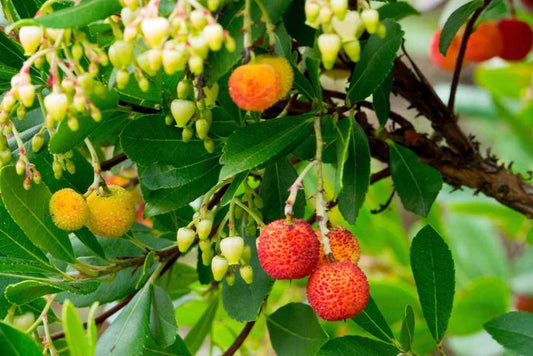 What trees are evergreen? 10 Great varieties for the UK