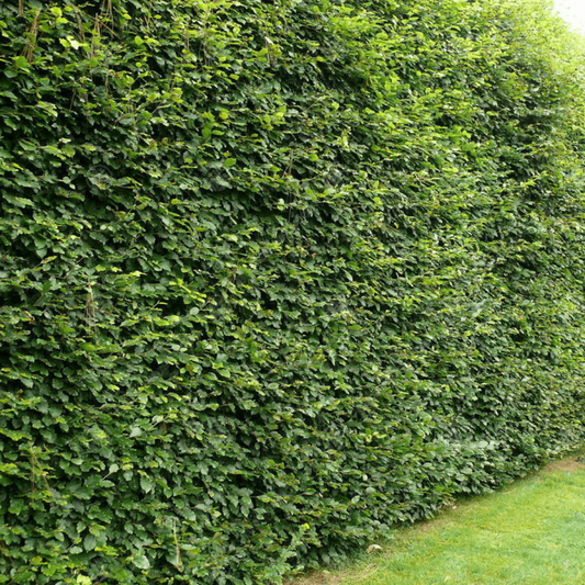 Beech Hedge Planting Guide – Everything You Need to Know