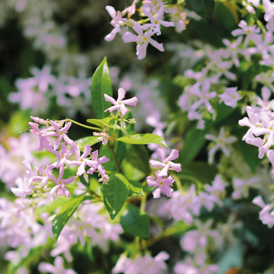 The best climbing plants for your garden