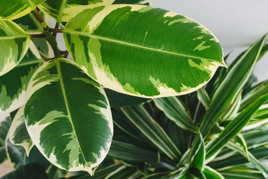 Top 5 air-purifying house plants