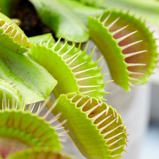 How to Grow and Feed a Venus Fly Trap