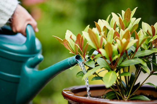 How Often To Water Garden Flowers