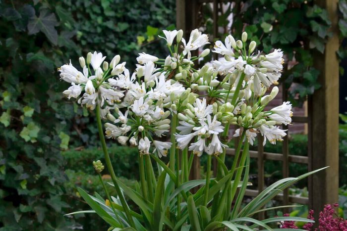 5 Tips for Beautiful Agapanthus Flowers