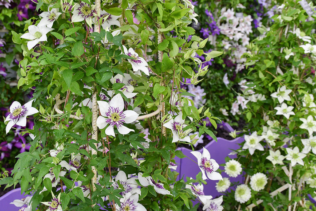 Clematis Pruning Guide