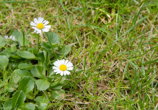 Controlling Weeds In Lawns