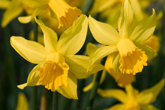 How & When to Plant Daffodil Bulbs