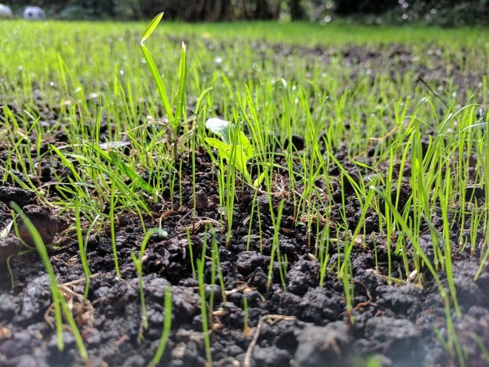 How To Prepare Your Soil and Seed Your Lawn