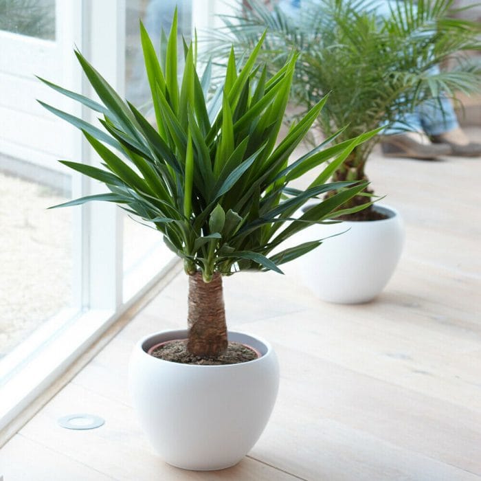 The 5 Best Large Indoor Plants