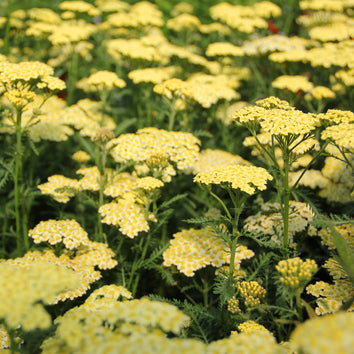 Yellow Plants & Flowers