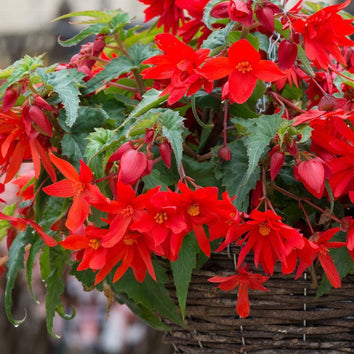 Begonia Tubers