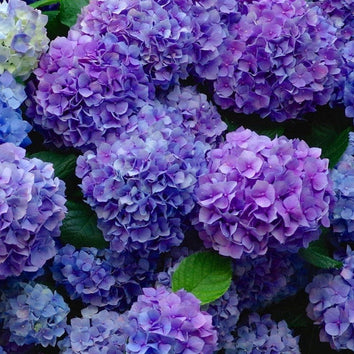 Hydrangea Plants