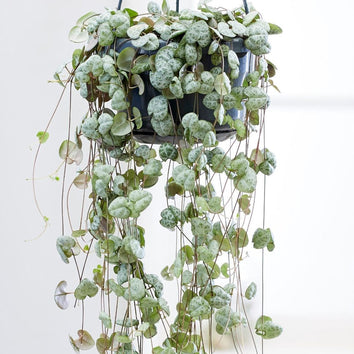 Hanging & Trailing House Plants