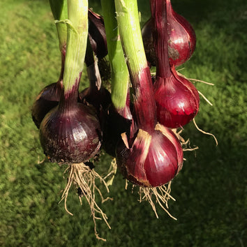 Onion Bulbs