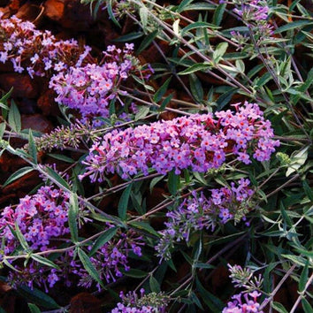 Buddleia Plants