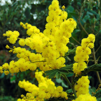 Yellow Flowering Trees