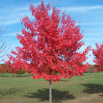 Mature Trees