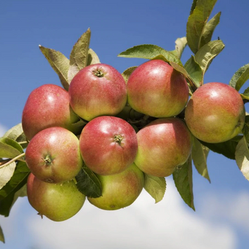 Fruit Trees