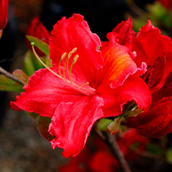 Azalea Plants