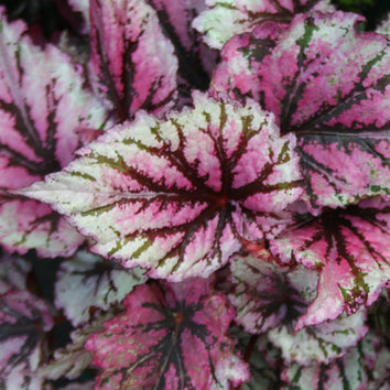 Begonia House Plants