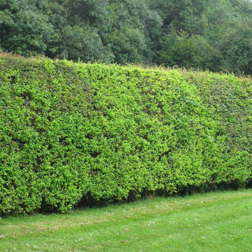 Bare Root Hedging