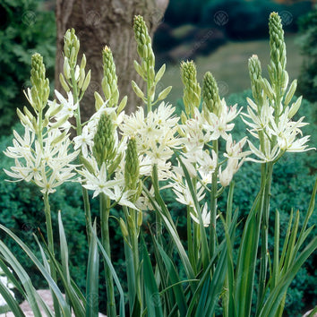 Camassia Bulbs