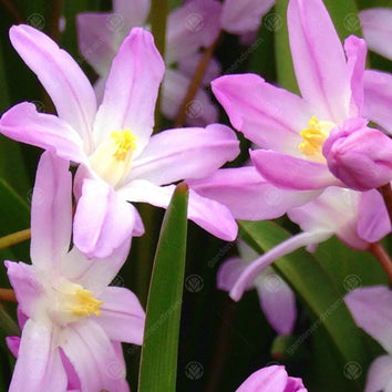 Chionodoxa Bulbs