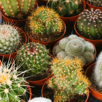 Cacti & Succulents