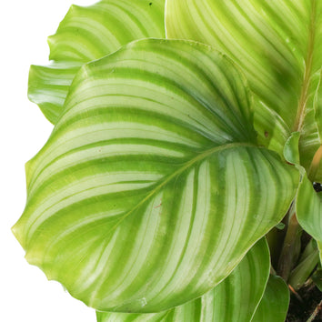 Calathea Plants