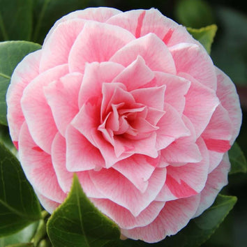 Camellia Plants