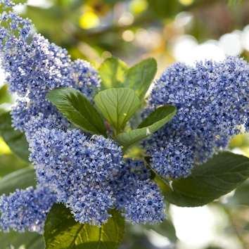 Blue Trees