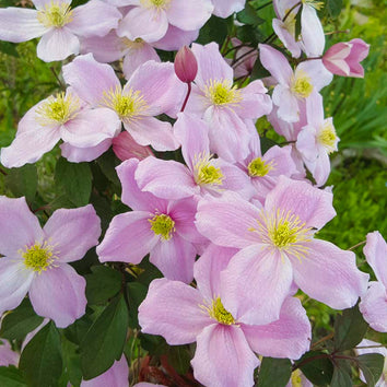 Clematis Plants