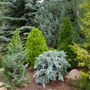 Conifers