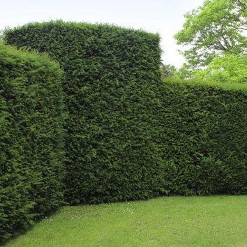 Yew Hedging