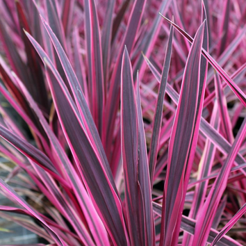 Cordyline Plants