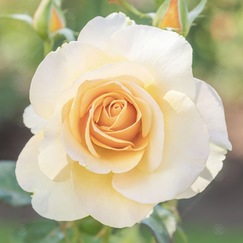 Garden Roses